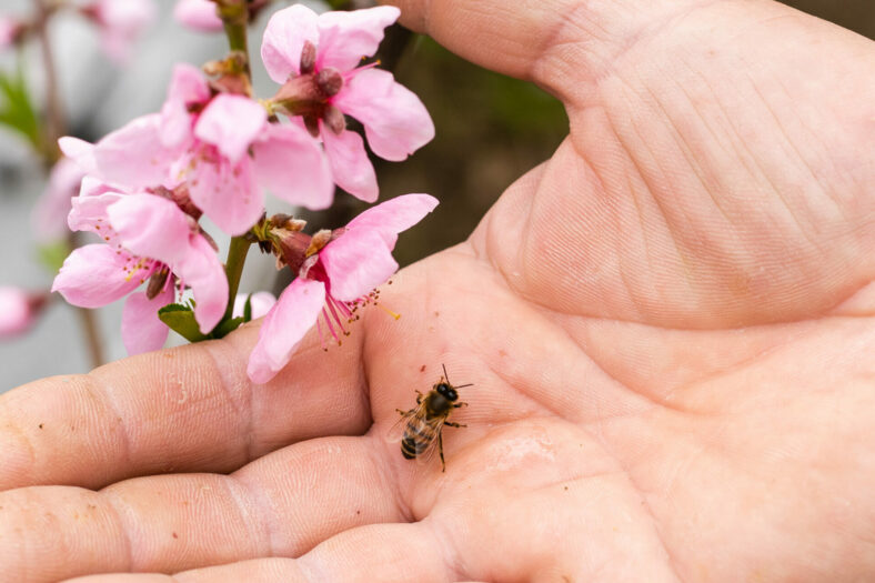 Eine Hand hält eine Biene neben pinken Blütenzweigen, die in voller Blüte stehen.